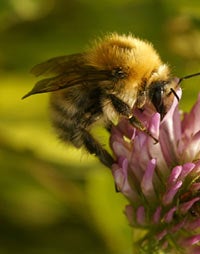 Buzzard, Bat, and Bumblebee