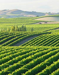 A Growing Mission Field Ripe for Harvest