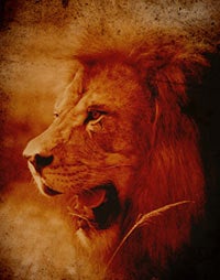 Rescue From a Prowling Predator