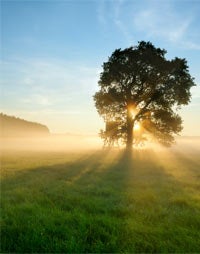 Miracle Light!