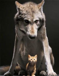 Wolves in Wool: An Urgent Warning to the Flock!