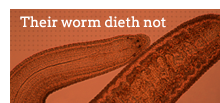 Their worm dieth not