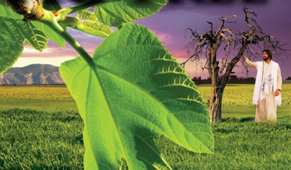 Behold The Fig Tree Inside Report Magazine Amazing Facts