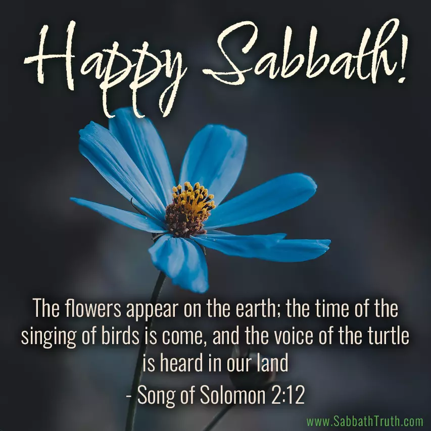 The flowers appear on the earth; the time of the singing of birds is come, and the voice of the turtle is heard in our land; Song of Solomon 2:12