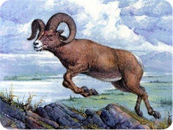 1. Daniel hadde et fantastisk syn der han så en bukk med to horn (Dan 8,1-4). Hvem er det denne bukken representerer?