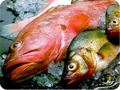 10. ¿Qué tipo de peces y comidas marinas son limpias? 
