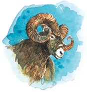 公绵羊代表玛代波斯国。