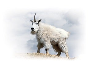The goat symbolizes Greece.

