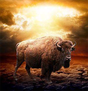 The beast of Revelation 13:11-18 symbolizes America.
