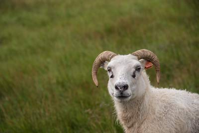 Lamb with horns
