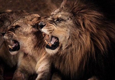 Roaring lions